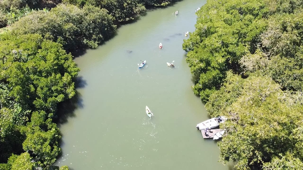 Mangrove Kayaking